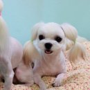 애개 하우스 이미지