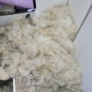 멍뭉워시 이미지