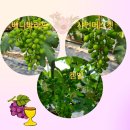 육일농원 이미지