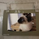 아가마미 고양이카페 이미지