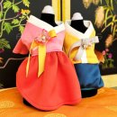 비비드독 이미지