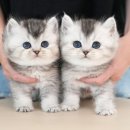 광주강아지분양 고양이분양 미유펫 본점 이미지