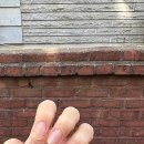 T블리 네일