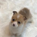 강아지이야기 | 천안강아지분양 강아지분양후기 실제 방문 후기로 전해드리는 이야기