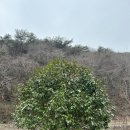 창원 의림사 삼층석탑 | 창원 의림사 모과나무 삼층석탑이 있는 천년고찰