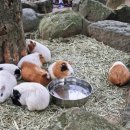 (주)붐렌트카 | 아이 둘과 함께한 북큐슈일주(7)_벳푸 아메리칸사파리, 호텔리뷰