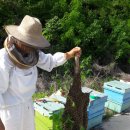 청정 벌꿀 이미지