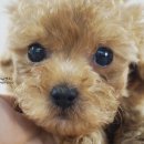 캣독카페 이미지