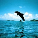 그랑블루 이미지