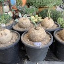 한샘농장 이미지