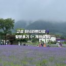 하늬목장 | 고성 하늬라벤더팜 방문후기 (+ 6월초 라벤더 개화 상황)