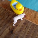 개들랜드 이미지