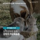 24시배곧스마트동물의료센터 네이버블로그