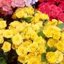 영신꽃화원 이미지