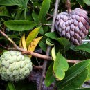 커스터드애플 [custard apple (Annona squamosa)] / 열대과일 이미지