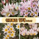 브라이트잼 이미지