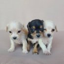 두솔아이 이미지