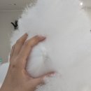 댕블리 | 반려견스타일리스트 3급 자격증 도전기 - 실기 준비