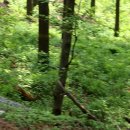 고라니김밥 이미지