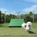 비숑마을펜션 | 제주 올리버스테이 애견 동반 숙소 대형견 가능