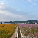 화순고인돌유적지(1쉼터공연장) | [화순 고인돌 가을꽃 축제] 해바라기·코스모스·국화 꽃길 산책하기 좋은 가을 명소