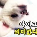 표나개 반려애견 미용실 이미지