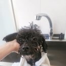 희망로H동물병원 이미지