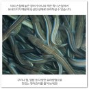 통영바다장어구이 이미지