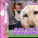 하이디