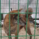 호동이네 이미지