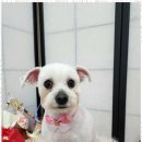 오늘도,예쁘개 이미지