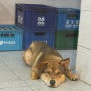 신성회초밥 | 부산 초읍횟집 로컬맛집 신성수산횟집