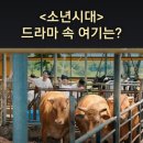 강원대학교 동물생명과학대학 부속목장 | 쿠팡플레이 소년시대 촬영지_쌥쌥이를 응징하는 부여농고 부속목장_강원대학교 부속목장_강원 춘천시 신북