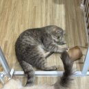 놀이터 | 일산 고양이카페 냥이놀이터 후기