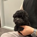 강아지분양 퍼피베이비 이미지