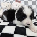 가온펫(안심분양센터) | 가온펫 안심분양 보더콜리 솔이의 가족을 찾아요 강아지분양