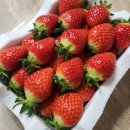 완주로컬푸드 효자점 정주리 딸기 구매 후기