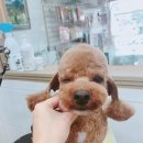 개똥아부탁해 이미지