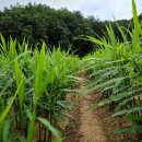 병하 농장 이미지