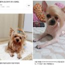 반려동물 셀프미용 이미지