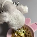 홍천 개아빠 이미지