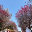 제12회 순천웃장 국밥축제 | [순천] 탐매마을 매화축제 26.3.7 실시간 개화상황 ,홍매화