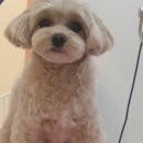 꽃단장하개 이미지