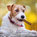 바로덴탈 이미지