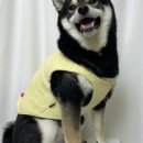 스마일댕댕 이미지