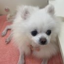 [봄이] 카페 다녀왔어요 이미지