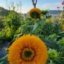 기쁨뜨락농장 이미지