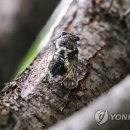 매미 이미지