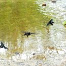 물을 빨고 있는 긴꼬리제비나비 이미지