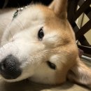 성당시장(2) 이미지